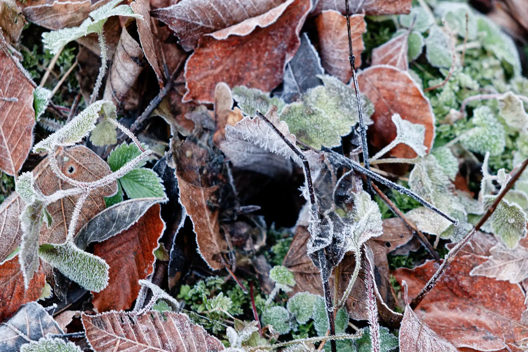 individual image